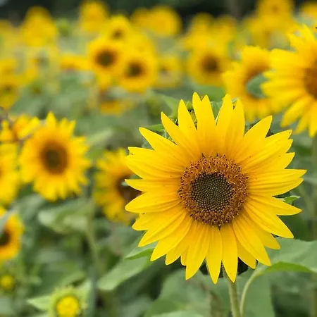 Chata Na Zielonym Wzgorzu Garcz