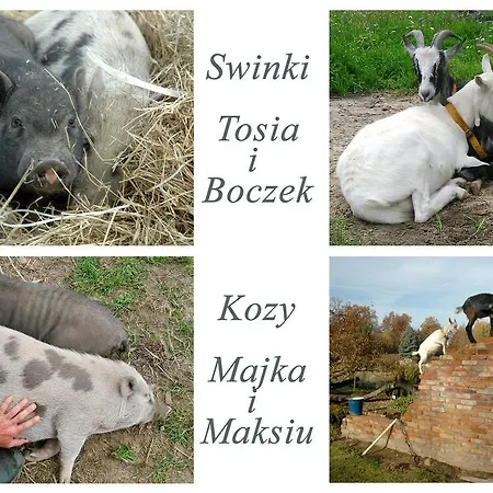 Çiftlik konaklama Chata Na Zielonym Wzgorzu Garcz