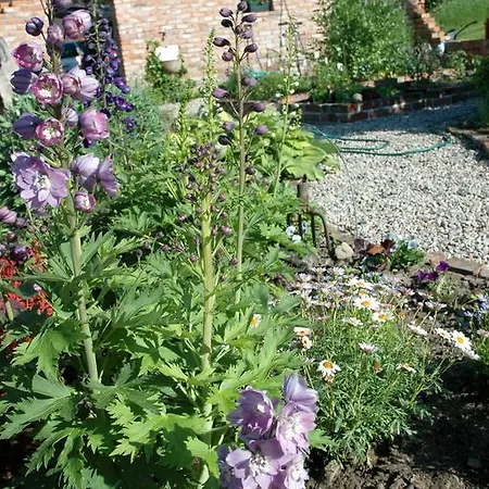 Na Zielonym Wzgorzu *