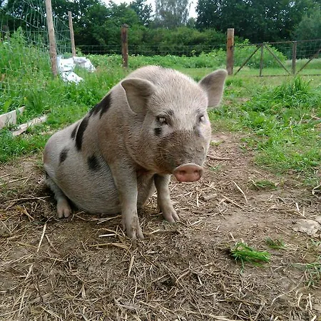 Na Zielonym Wzgórzu * Garcz