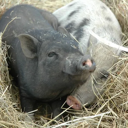 Çiftlik konaklama Chata Na Zielonym Wzgorzu
