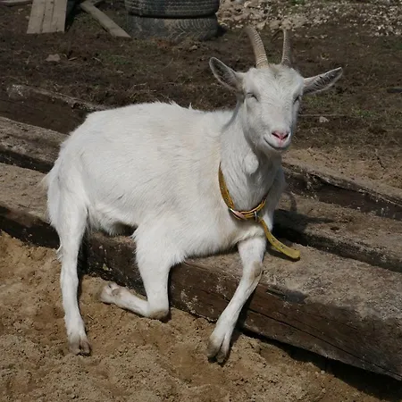 Lantgård Na Zielonym Wzgorzu Garcz