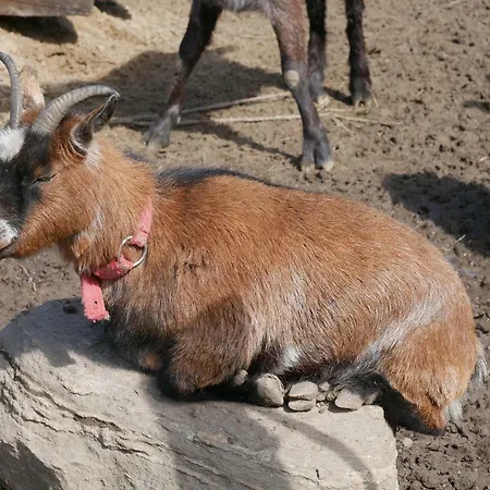 Na Zielonym Wzgorzu Lantgård Garcz