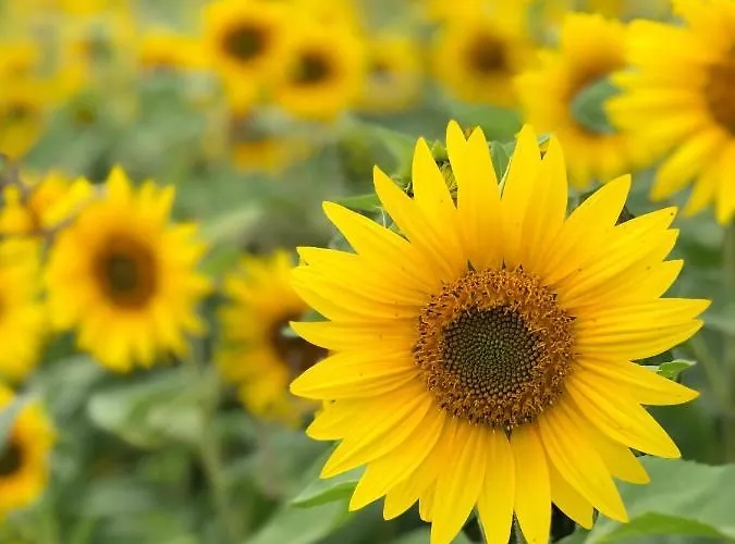 Na Zielonym Wzgorzu Garcz