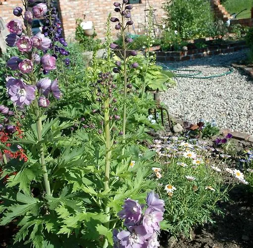 Na Zielonym Wzgórzu *