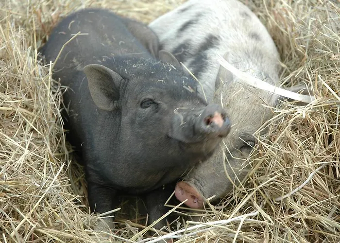 Farma Na Zielonym Wzgorzu