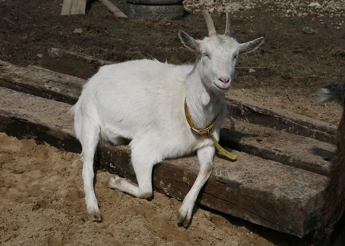 Agroturismo Na Zielonym Wzgórzu Garcz