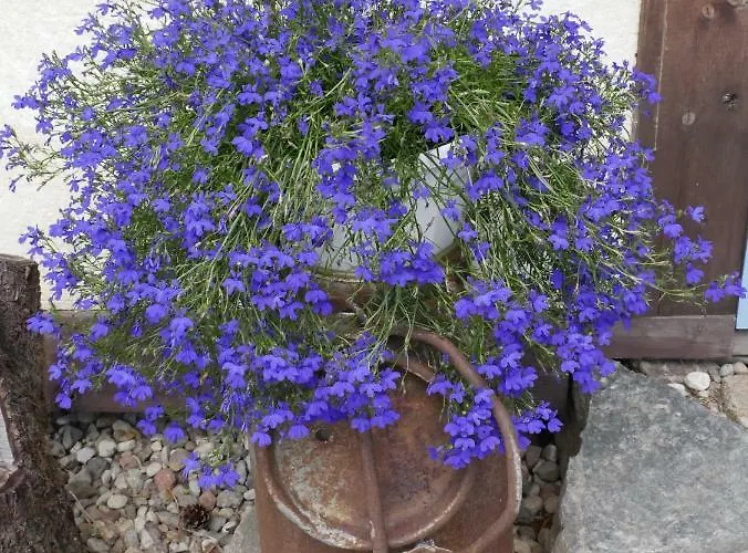Farma Na Zielonym Wzgorzu Garcz