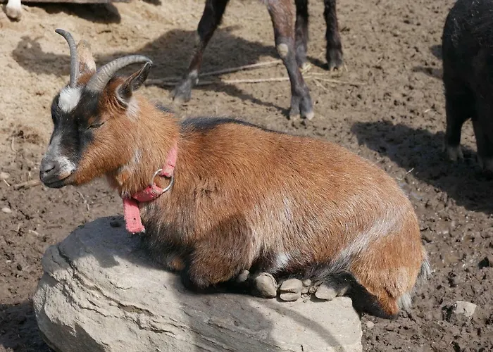 Na Zielonym Wzgorzu Farma Garcz
